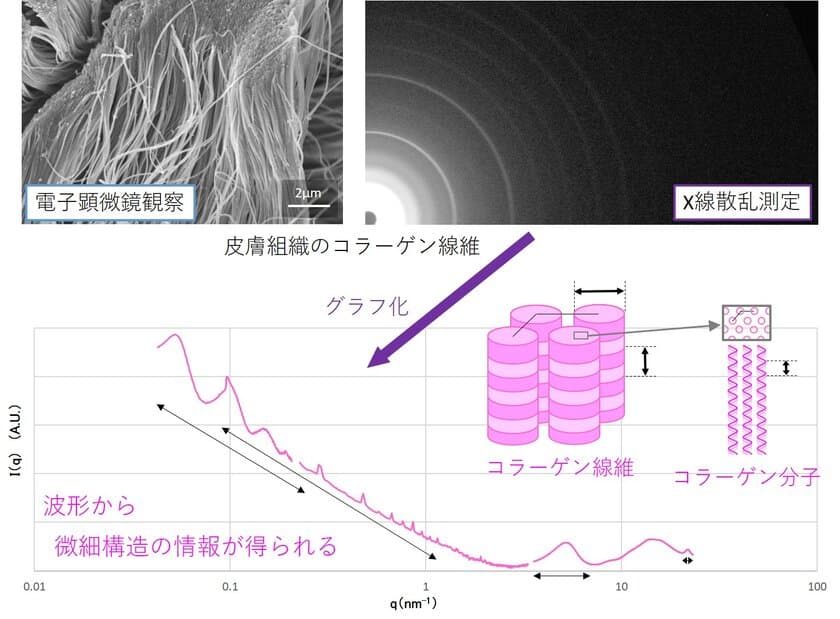 日本メナード化粧品、シンクロトロン光を応用することで
皮膚組織そのままで、コラーゲンの微細構造の解析に成功！