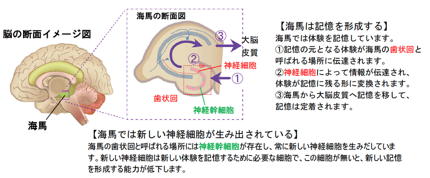 記憶力を低下させるタンパク質を発見！
～神経幹細胞からの神経新生を妨げる「フラクタルカイン」～