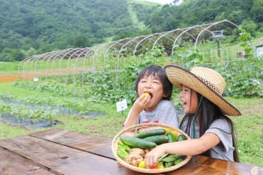 高原野菜朝摘み体験