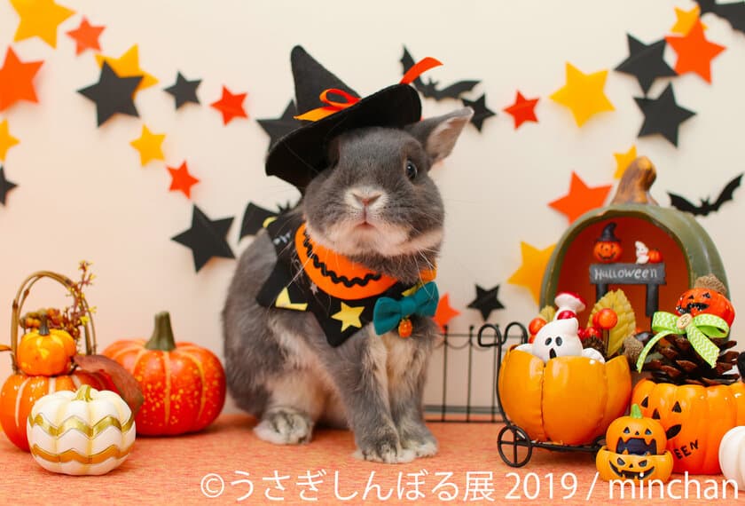 月兔にハロウィン、秋の「うさぎしんぼる」展 東京・名古屋で開催
“映える”フォトプロップスSNS投稿キャンペーンも実施