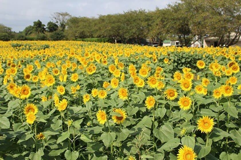 ひまわりの中に“枯山水”登場？！
千葉の成田ゆめ牧場、8月下旬まで「ひまわり迷路」開催中