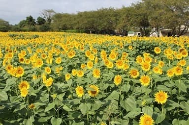 満開だと一面黄金に輝きます