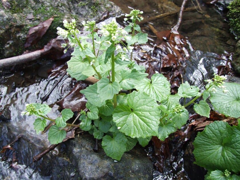 ワサビの来た道　葉緑体ゲノム解読でわかった進化の道筋