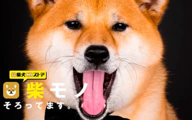 柴犬ライフストア