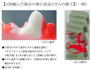 1回噛んだ場合の歯の表面とガムの様子