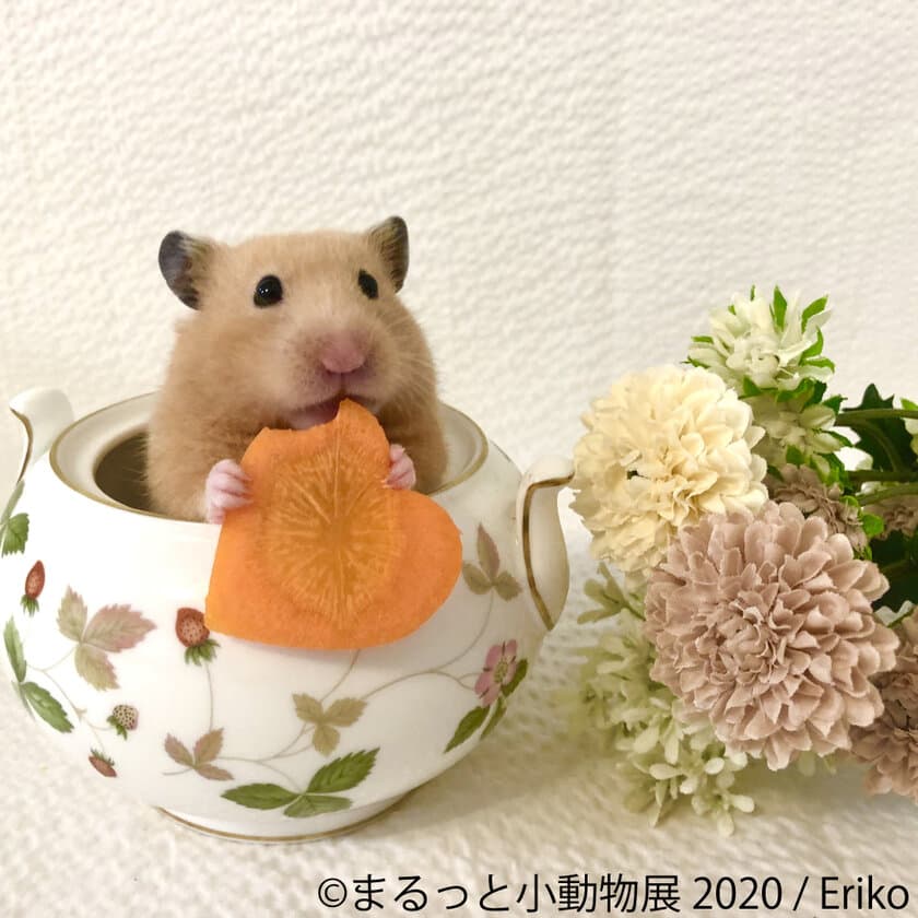 SNSで人気のハリネズミやリスの可愛らしい一瞬をとらえた
「まるっと小動物展」4/18～ 名古屋で開催！珍しい仲間も新登場