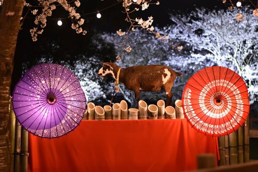 今年のテーマは「和×夜桜×動物」、
牧場ならではの夜のお花見
『夜桜ライトアップ』