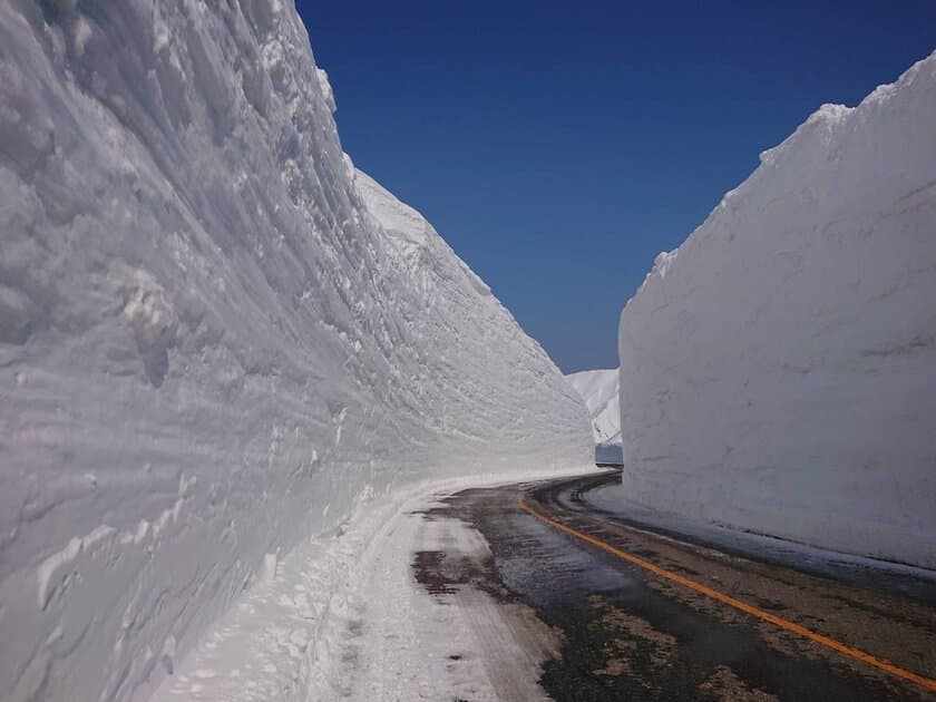 立山黒部アルペンルート、
2020年の「雪の大谷」の高さは15mを記録！