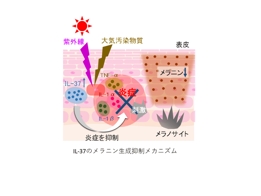 日本メナード化粧品、自らの炎症への抵抗力を高めて
シミを予防する新しい美白アプローチを発見！