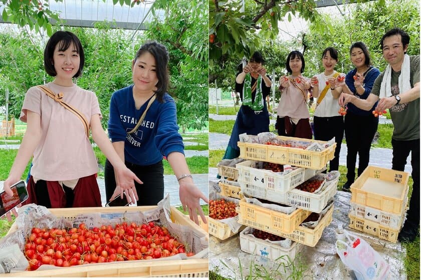 さくらんぼ観光農園 お助け隊！
道の駅なんぶのスタッフが収穫した「大盛りさくらんぼ」の販売で支援！
6月13日(土)に販売！