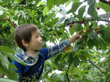 さくらんぼ狩りをするお子様の様子