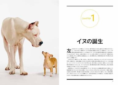 『犬の能力」中面