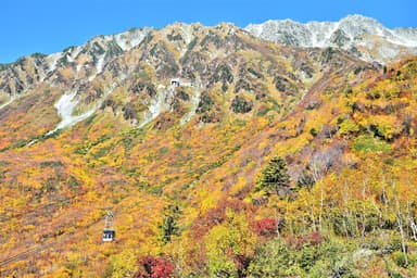 10月上中旬に見頃を迎えるタンボ平と立山ロープウェイ