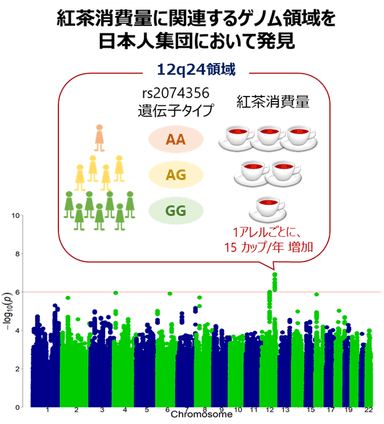 紅茶消費量と遺伝子タイプ