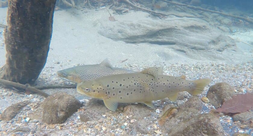 豊かな自然と釣り人の喜びのために
「日光中禅寺湖オンライン学習」
-中禅寺湖におけるCSR活動(2020年12月5日開催)-