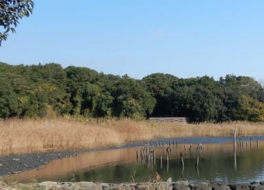 下流域：東京湾に残る数少ない干潟