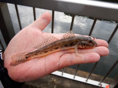 中流域で釣れたハゼ