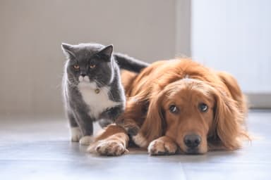 2匹まで飼育可能(犬・猫それぞれ)