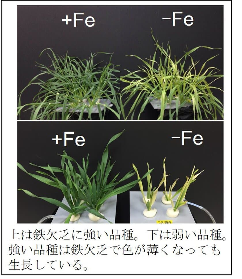 鉄が欠乏する不良土壌でも育つオオムギの変異を解明