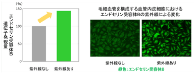 図2　紫外線によるエンドセリン受容体Bの変化