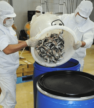 鰻の魚醤の仕込み作業