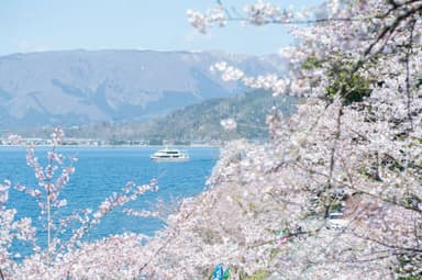 高速船リオグランデ号と桜