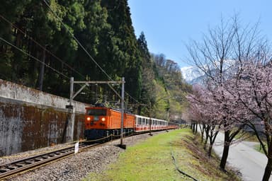 桜と機関車