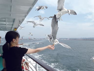 カモメの餌付けイメージ