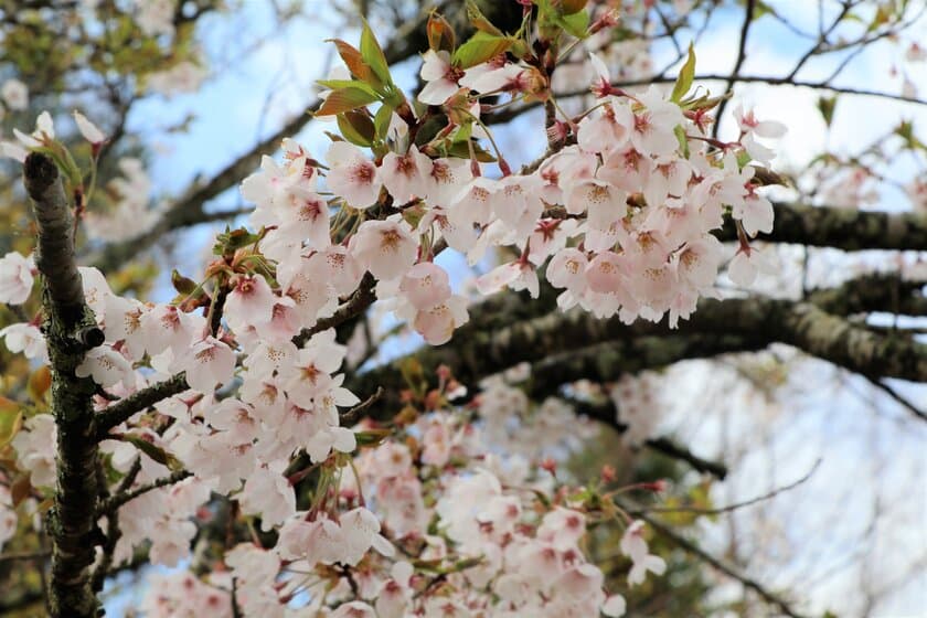 比叡山の桜 これから開花へ