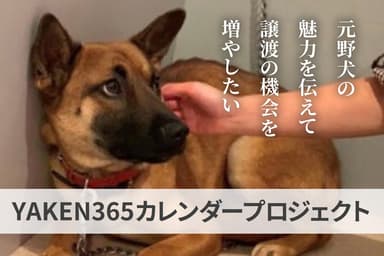 店内の保護犬「クルツ」