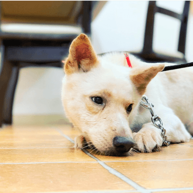 ペットライフポッターからの卒業犬