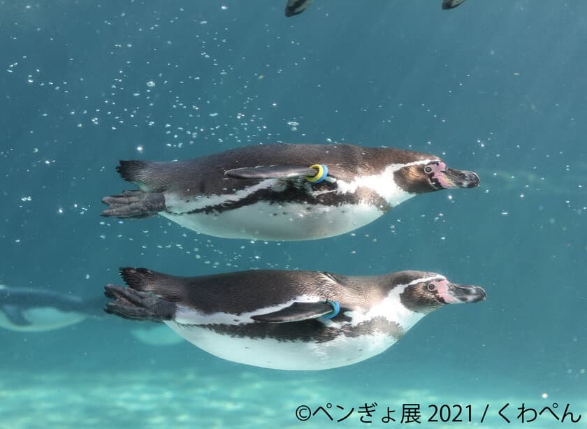 ペンギン×金魚！？夏にピッタリ 涼しさ感じる作品150点以上展示
「ペンぎょ展 2021」6/25～東京で開催！限定グッズも豊富に展開