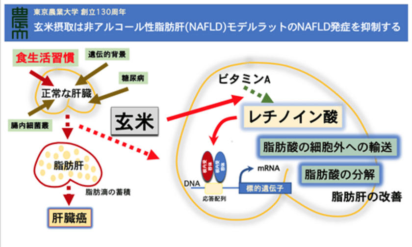 東京農業大学とアルファー食品による共同研究　
非アルコール性脂肪肝は「玄米」で予防・抑制できる　
～そのメカニズムはビタミンA代謝の亢進！～