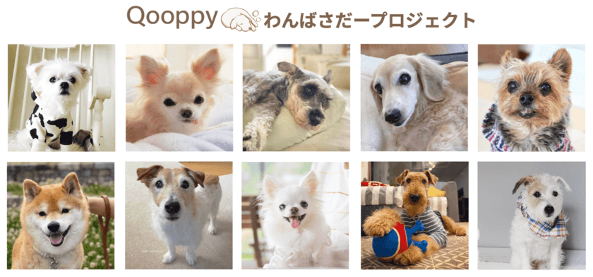 シニア犬に特化したメディアQooppy、
「わんばさだープロジェクト」を始動