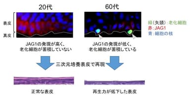 JAG1が老化細胞の排除を制御