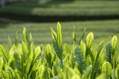 静岡茶の新芽