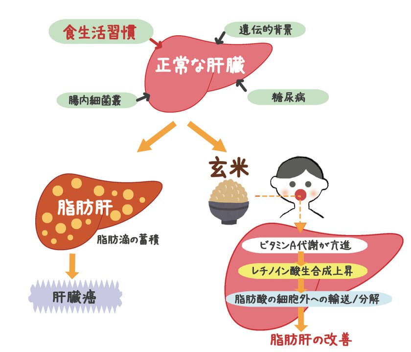 非アルコール性脂肪肝は「玄米」で予防・抑制できる！
東京農業大学とアルファー食品の共同研究を実施