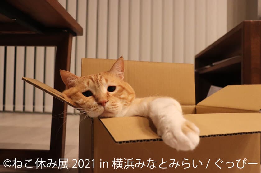 初の秋開催！SNSで人気の猫作品は癒し度MAX＆限定イベント実施
「ねこ休み展 2021 in 横浜みなとみらい」10/9～10/24開催！