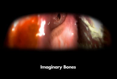 岸 裕真　個展「Imaginary Bones」メインビジュアル