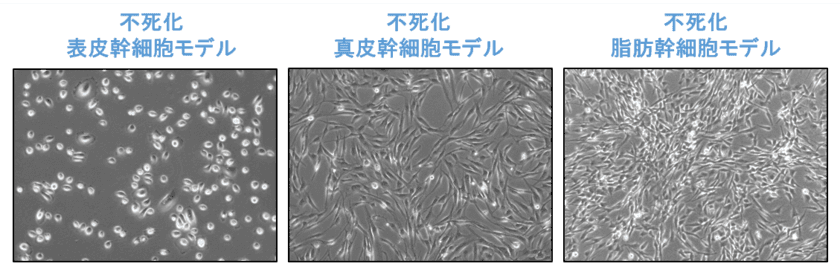 長期間安定的に培養可能な皮膚幹細胞モデルを樹立　
～皮膚科学分野や再生医療分野における幹細胞研究への応用に期待～