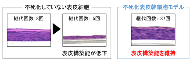 図3　通常の表皮細胞と不死化幹細胞モデルの表皮構築能の比較