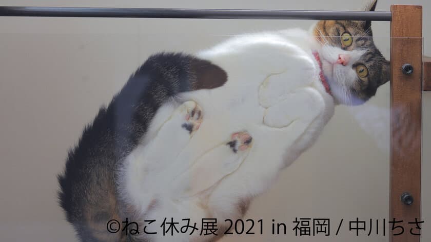 1年ぶり“猫の祭典”が福岡凱旋！癒しの猫写真＆グッズは新作に一新　
「ねこ休み展 2021 in 福岡」11/6～開催！コラボ企画も実施