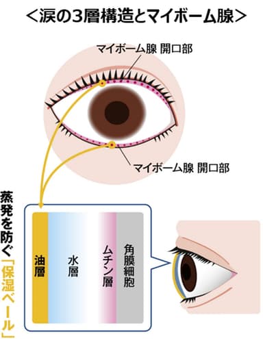 図6) 涙の３層構造とマイボーム腺