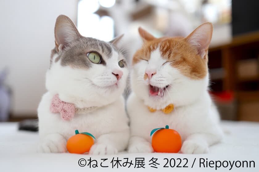 2022年＜ニャーニャーイヤー＞ スター猫大集結「ねこ休み展」
冬の本祭！1/28～2/27開催　猫の日(2/22)限定企画も実施！