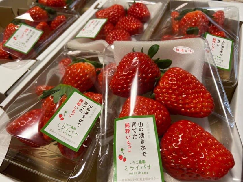 いちご農園ミライバナ 茨木ファーム　
1月8日より直売開始のお知らせ