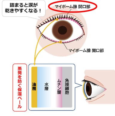 マイボーム腺と保湿ベール