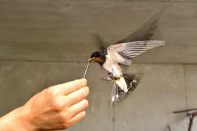 ツバメの採餌トレーニング