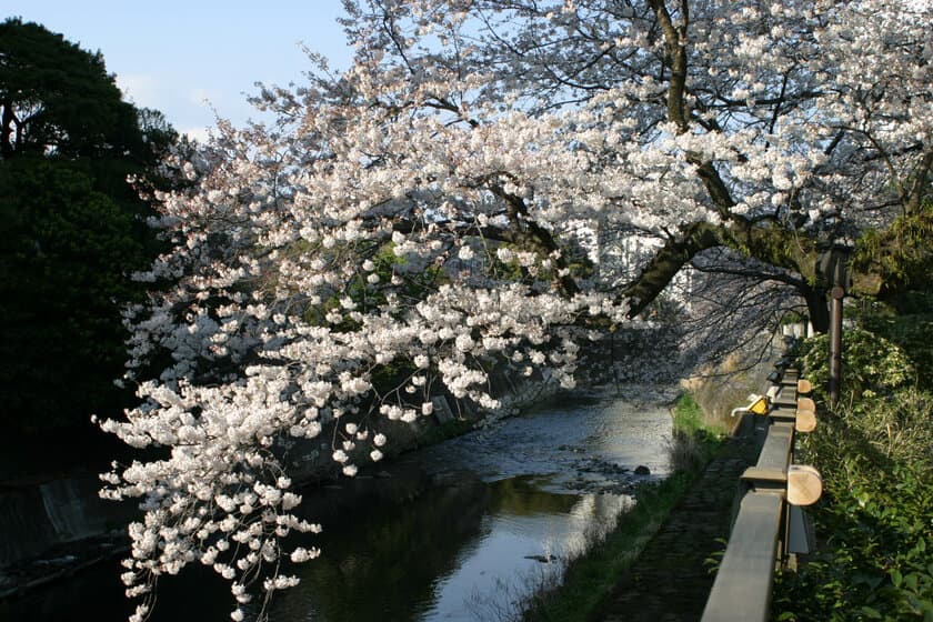 伊東市に、桜のトンネル出現　
春の訪れ「ソメイヨシノ」スポット紹介　
静岡県伊東市3カ所のソメイヨシノ開花情報を公開