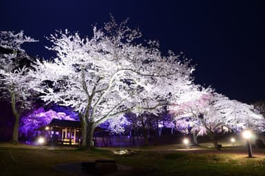 夜桜観賞会