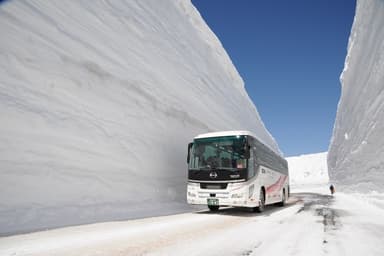 バスの高さを優に超える雪の大谷